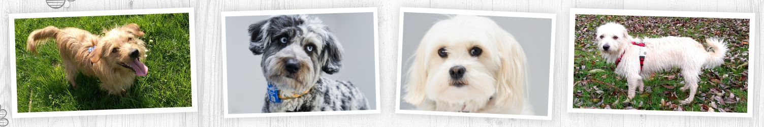 Softwarelösung für Hundehalter